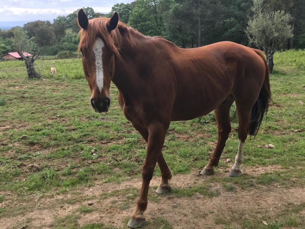 Casa Rural Los Robles Acebo Zewnętrze zdjęcie
